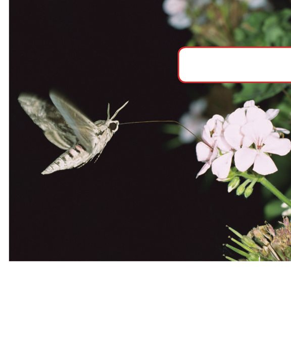 This hawk moth is feeding on a flower Some moths pollinate flowers that - photo 17