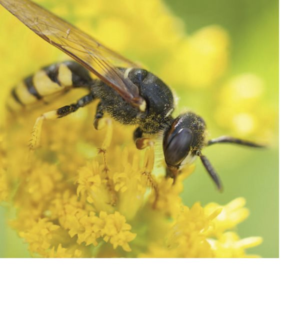 Wasps pollinate Flies pollinate Protecting Pollinators Some - photo 18