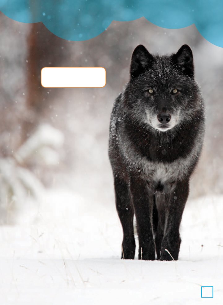 Despite the gray wolfs name its fur can be a range of colors Gray wolves - photo 7