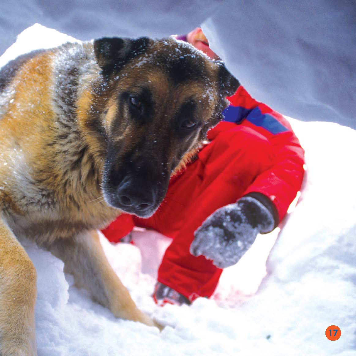 These dogs are very loyal They protect us - photo 17