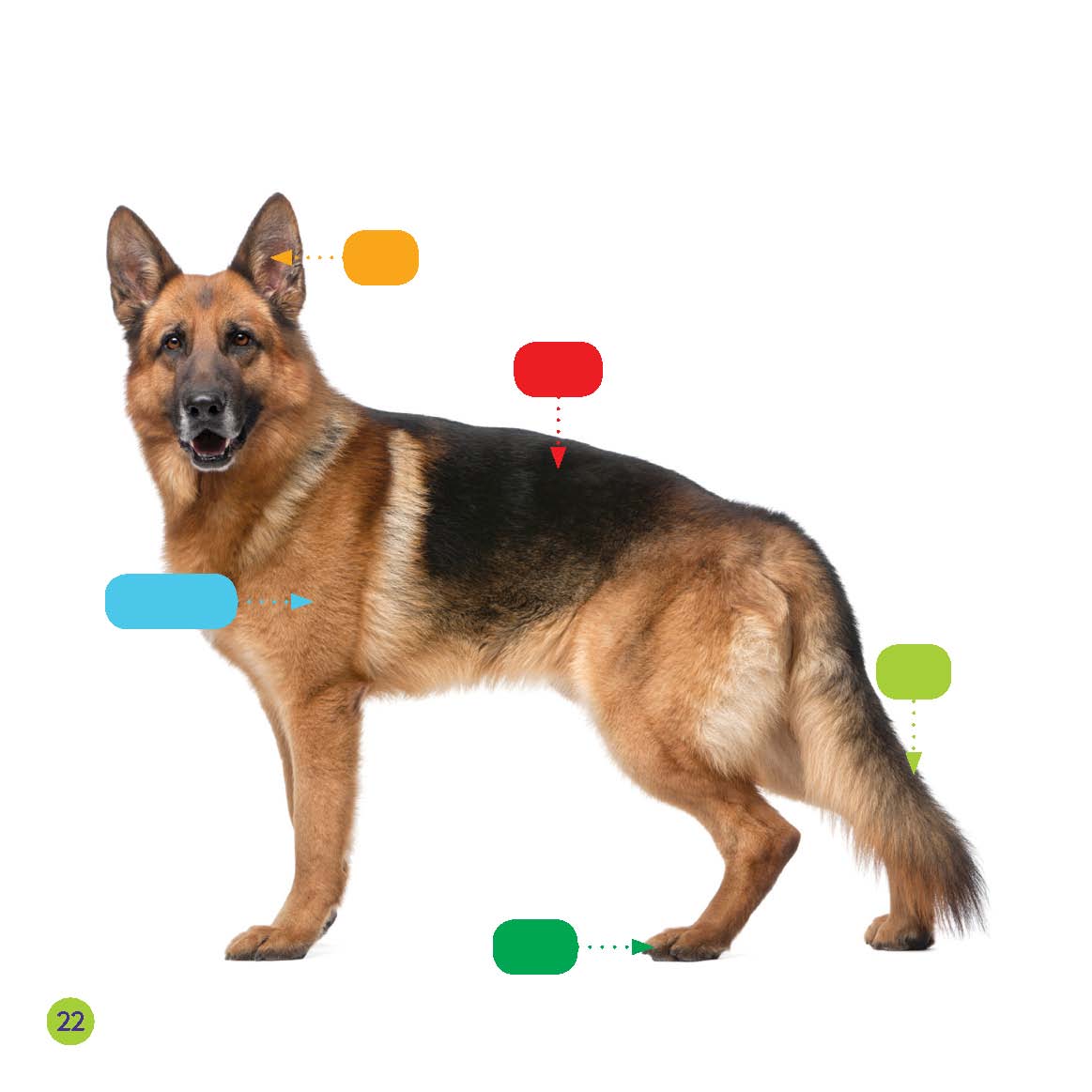 A German Shepherd Up Close ear coat muscles tail paw Picture Glossary - photo 22
