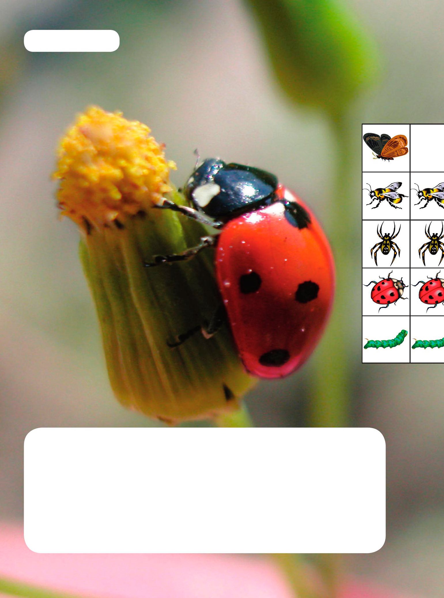 You could use a pictograph to show which insects people like best You - photo 8