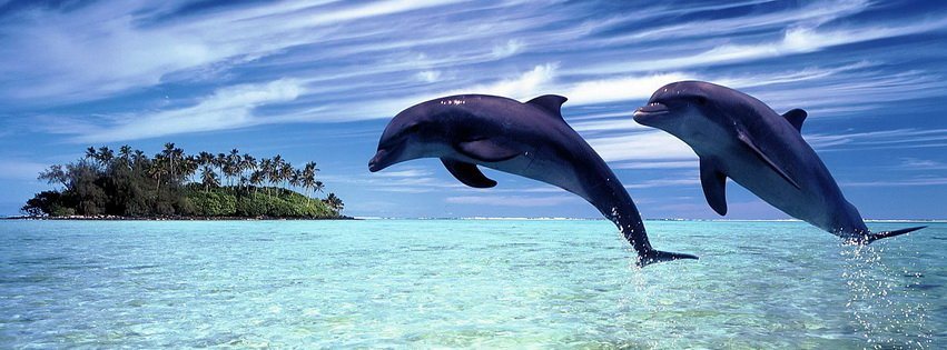 I What are dolphins Known from the most ancient times the dolphinswere - photo 4