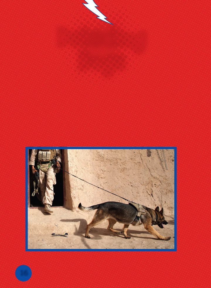 Detecting Dogs Handlers train some military dogs to detect bombs Dogs - photo 16