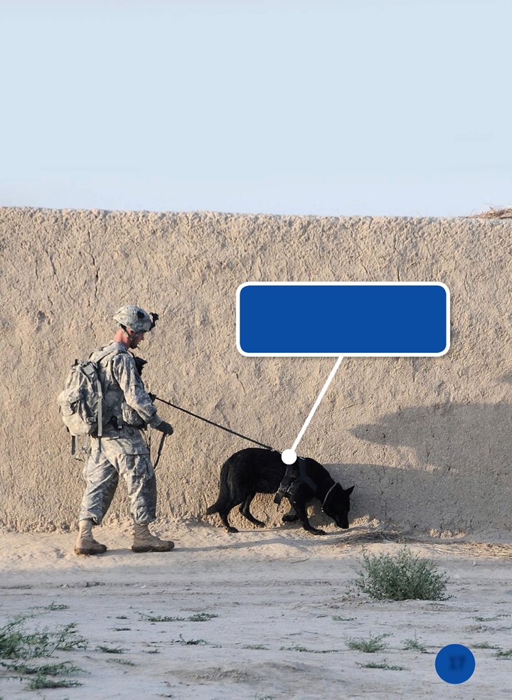 Military dogs search for hidden bombs Sometimes bombs are buried - photo 17