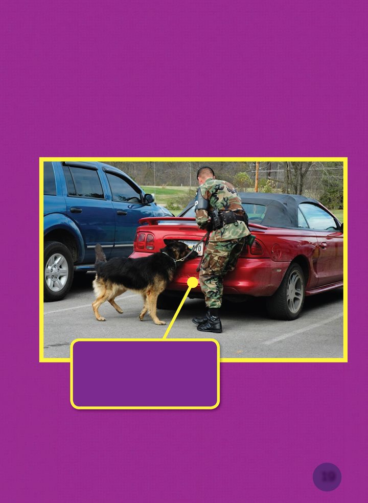 Other military dogs are trained to find illegal drugs It is hard to hide - photo 19