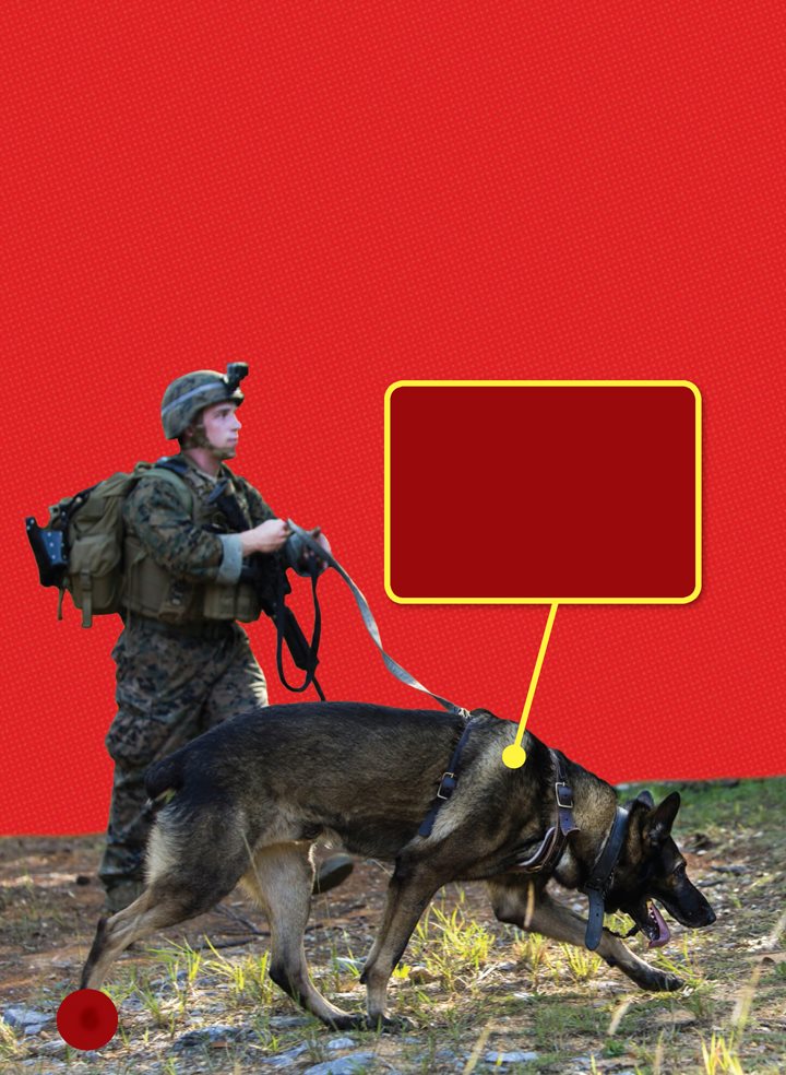 Guard dogs make sure no one sneaks onto military bases If guard dogs see - photo 6