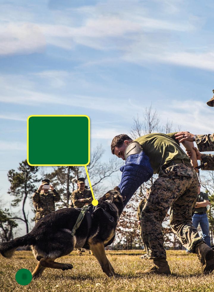 The handler might command a guard dog to bite the intruder Handlers train - photo 8