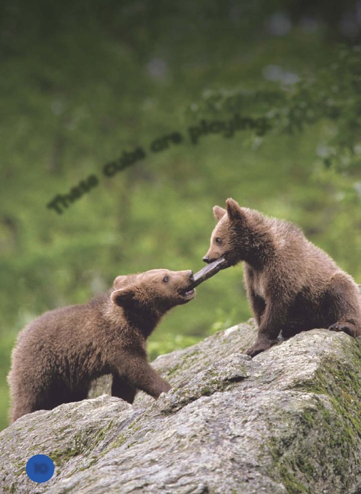 Thesecubsareplaying Eating Habits Brown bears are omnivores Do you - photo 11