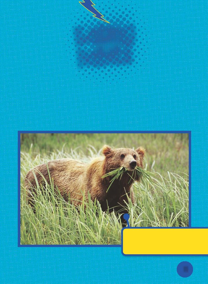 Eating Habits Brown bears are omnivores Do you know what an omnivore - photo 12