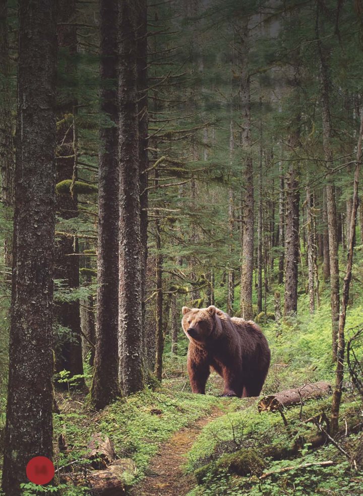 This bear is walking on a trail The trail ends at a river Brown bears - photo 15