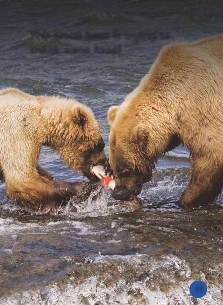 This small bear is trying to sneak some food Alaskan brown bears also - photo 20