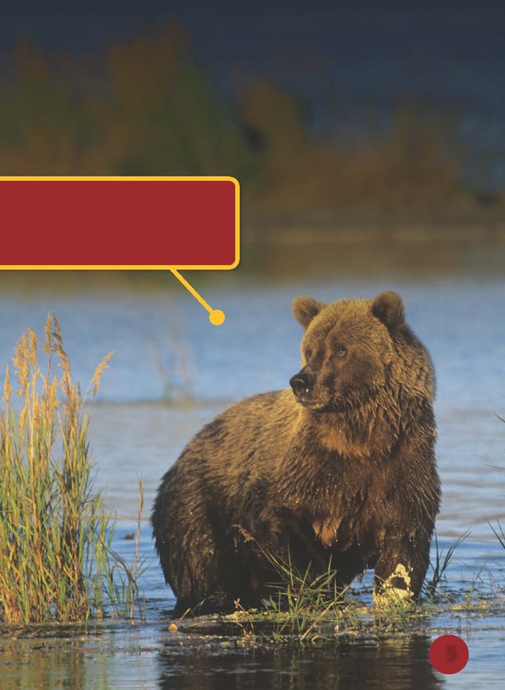 This is an Alaskan brown bear Alaskan brown bears live near water - photo 6