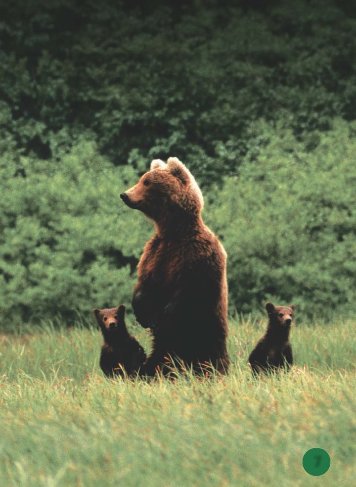 Bears can stand up on their hind legs This mother bear stands to smell the - photo 8