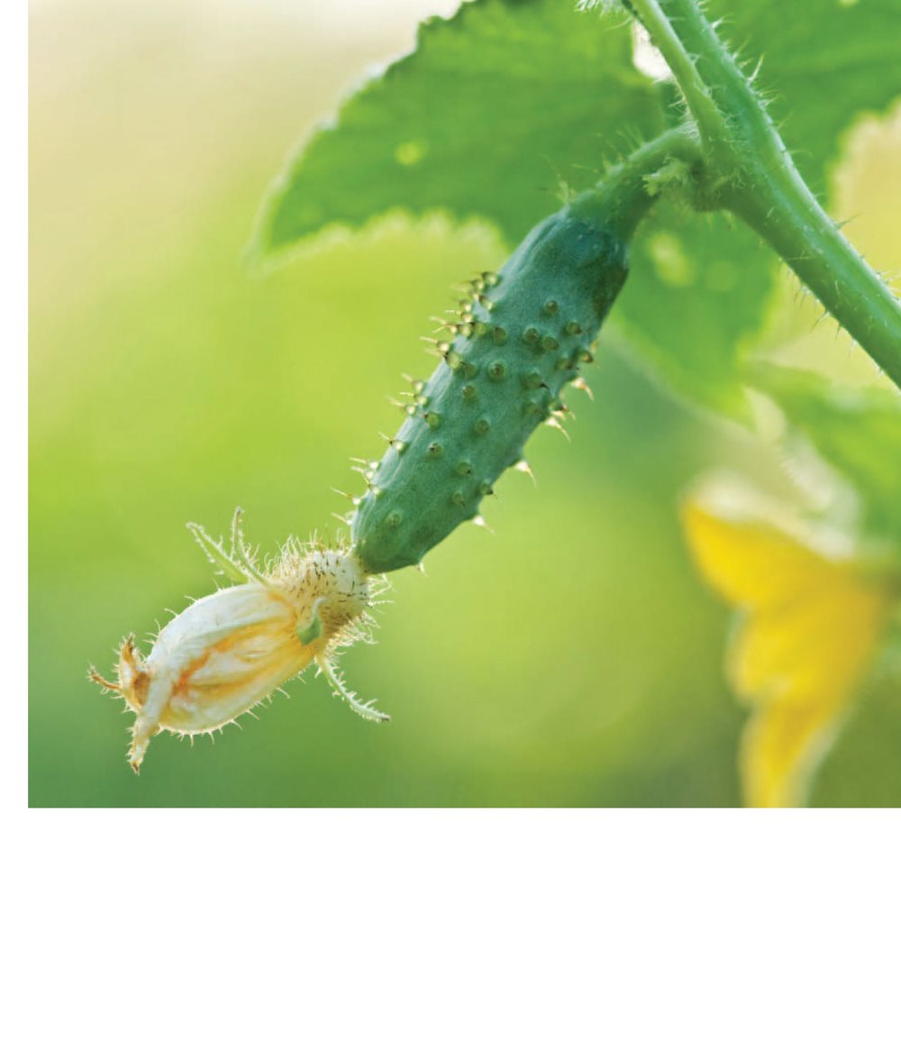 Fruits vegetables and blossoms grow from flowers on plants Pollen - photo 7