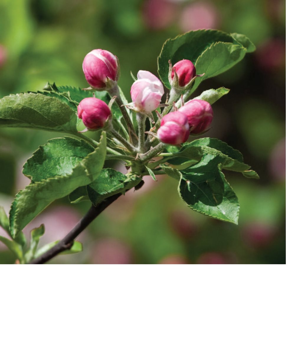 Small buds grow on the stems of some plants Blossoms bloom when buds - photo 12