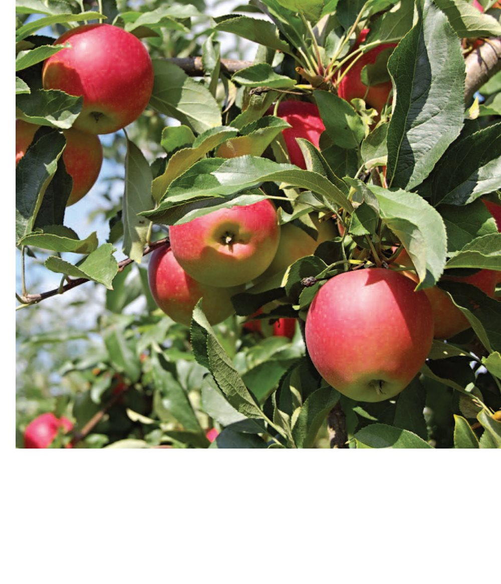 These apples grew from flowers Lilacs are pretty flowers that smell - photo 15