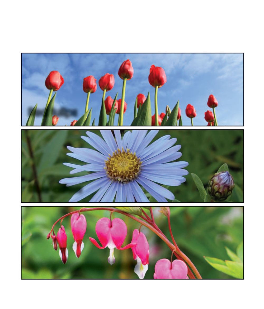 All Kinds of Flowers Red tulips Blue asters Small bleeding hearts - photo 20