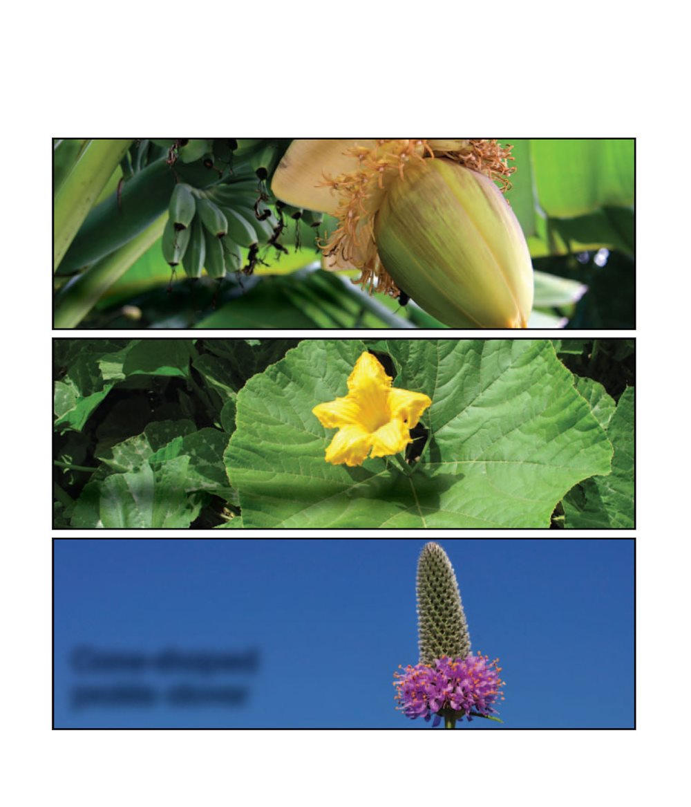 Large banana plant Star-shaped pumpkin plant Cone-shaped prairie clover - photo 21