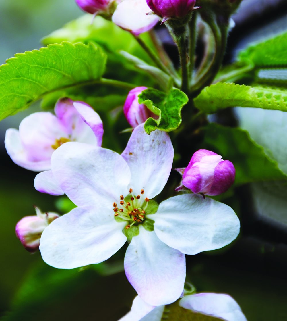 Exploring Flowers - image 1