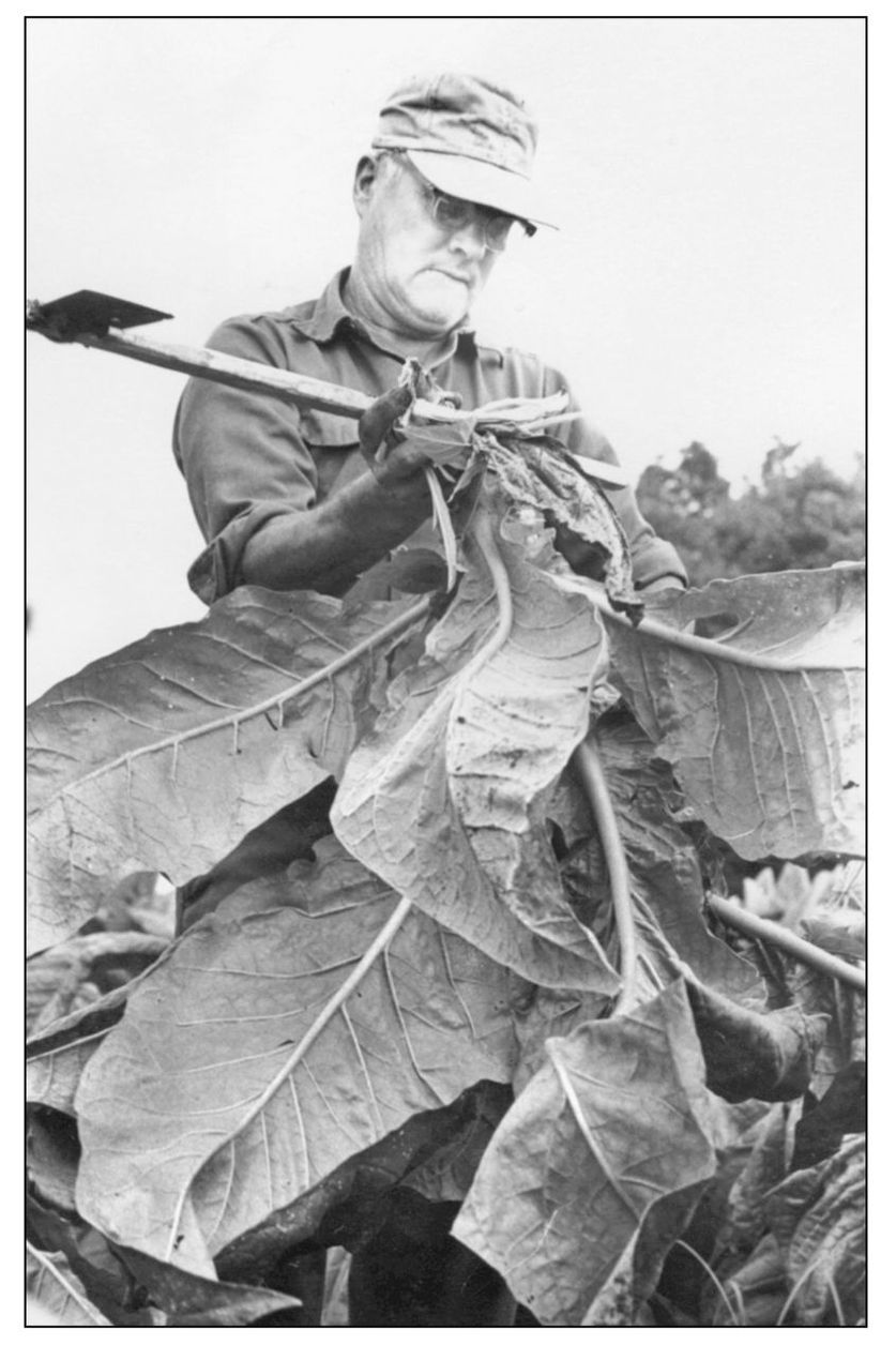 Traditionally tobacco season started in March with plant beds being sown In - photo 8