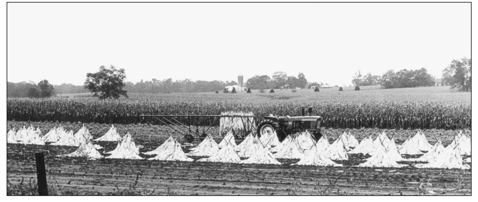 After being harvested the tobacco would be cured in a barn for months Three - photo 9