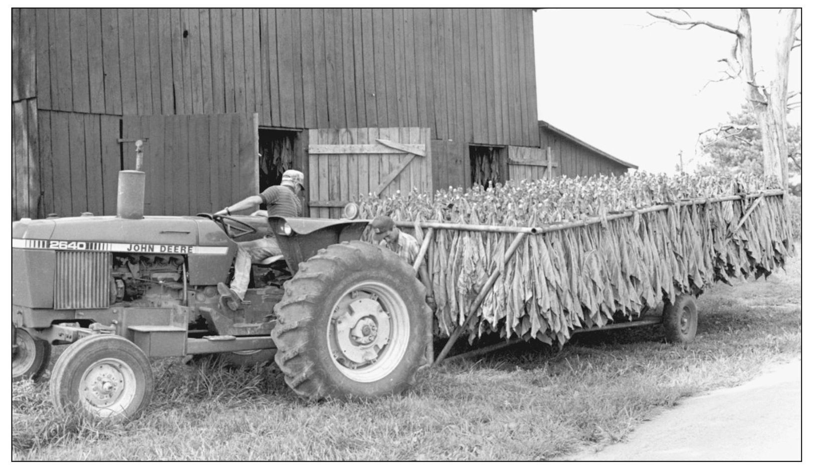 After being harvested the tobacco would be cured in a barn for months Three - photo 10