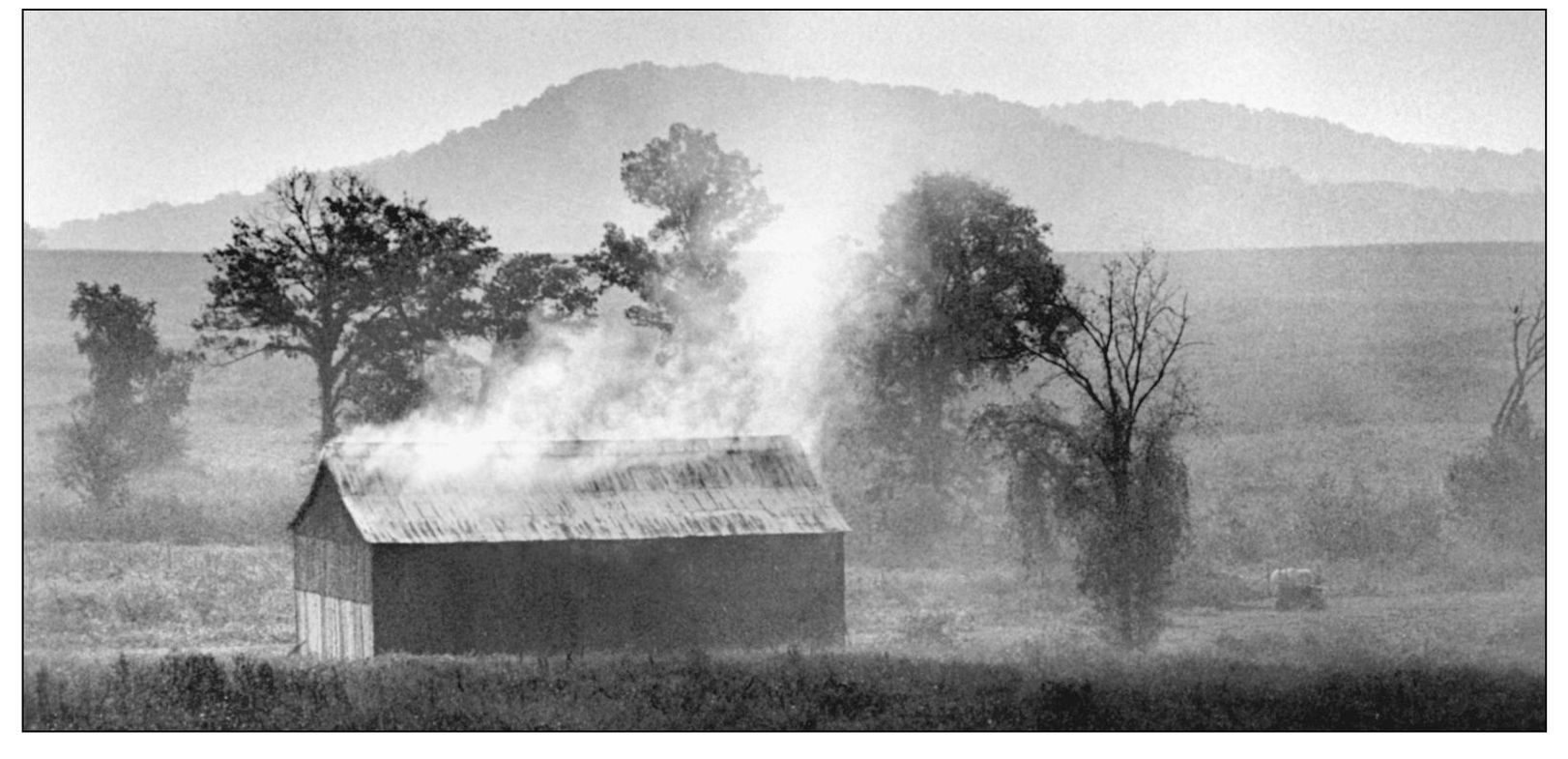 Once the tobacco was cured it would be stripped from the stalks as these - photo 11