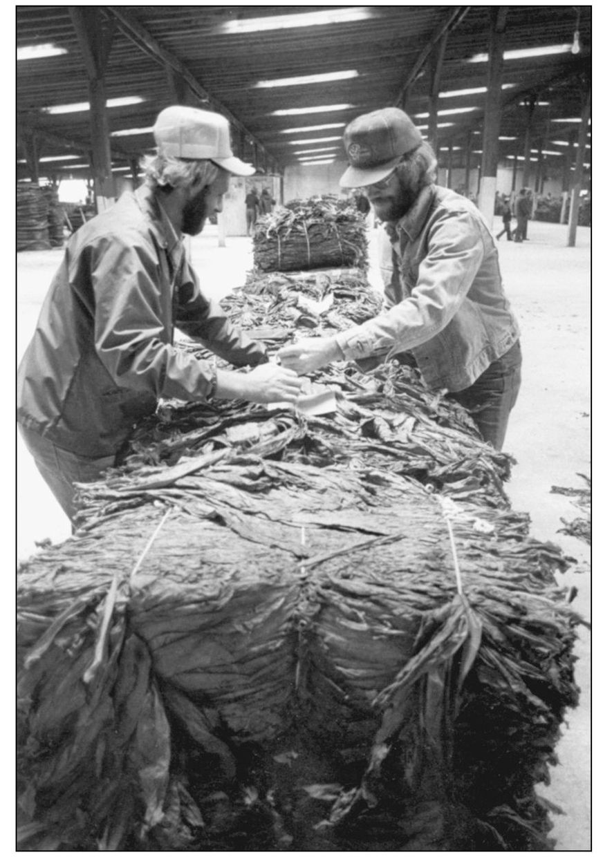 Once the tobacco was cured it would be stripped from the stalks as these - photo 13