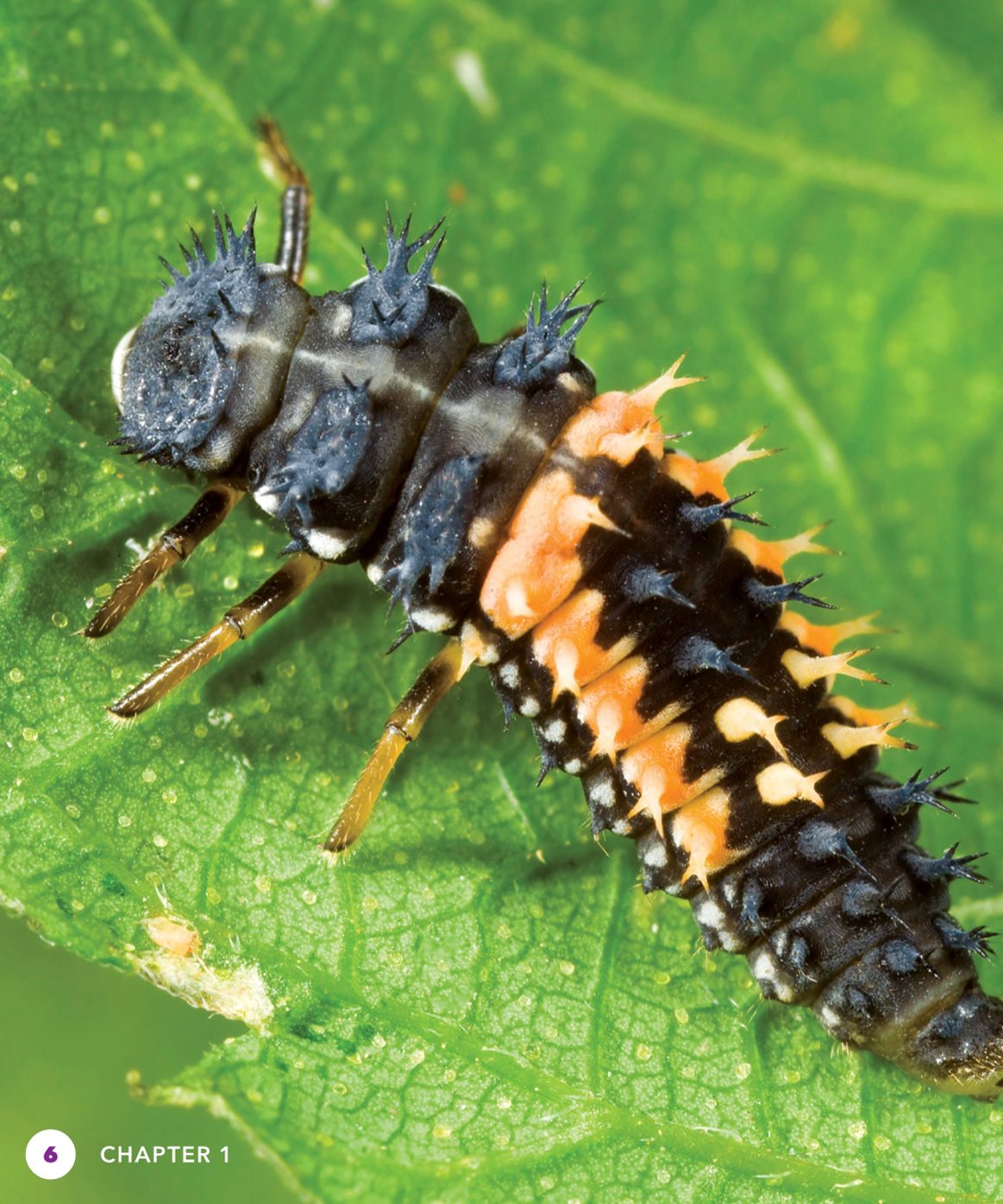 The larvae dont look like ladybugs at all They have long spiky bodies and - photo 6