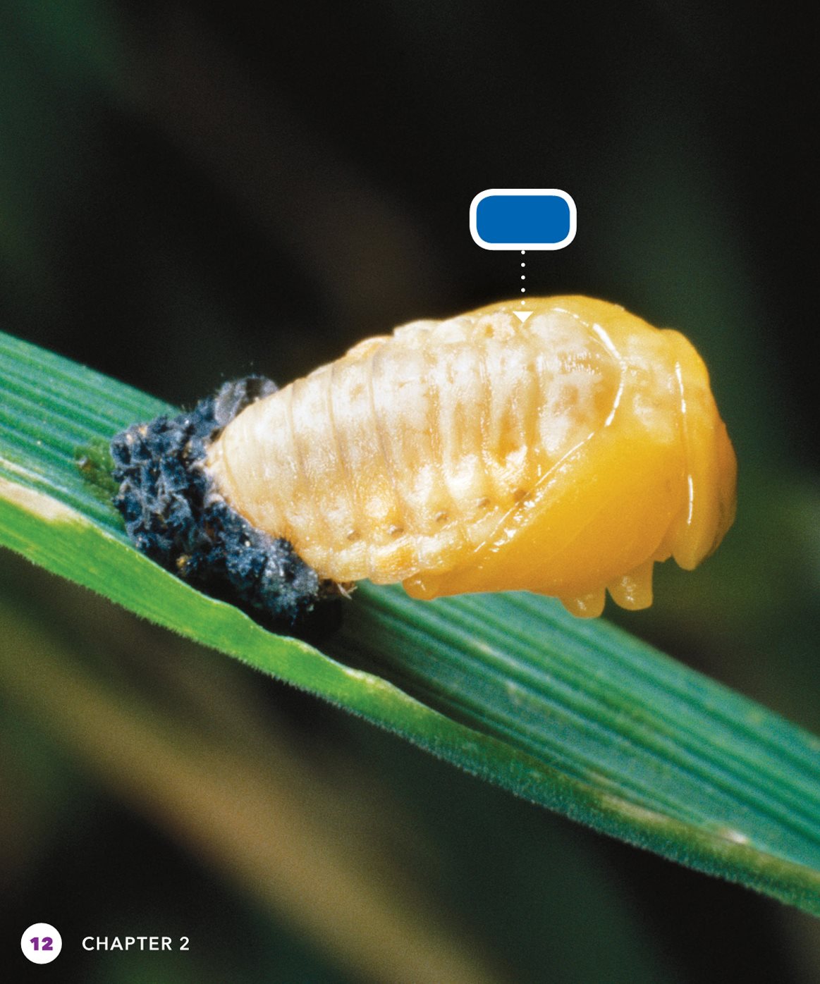 pupa After three molts the larva is ready for a bigger change It - photo 12