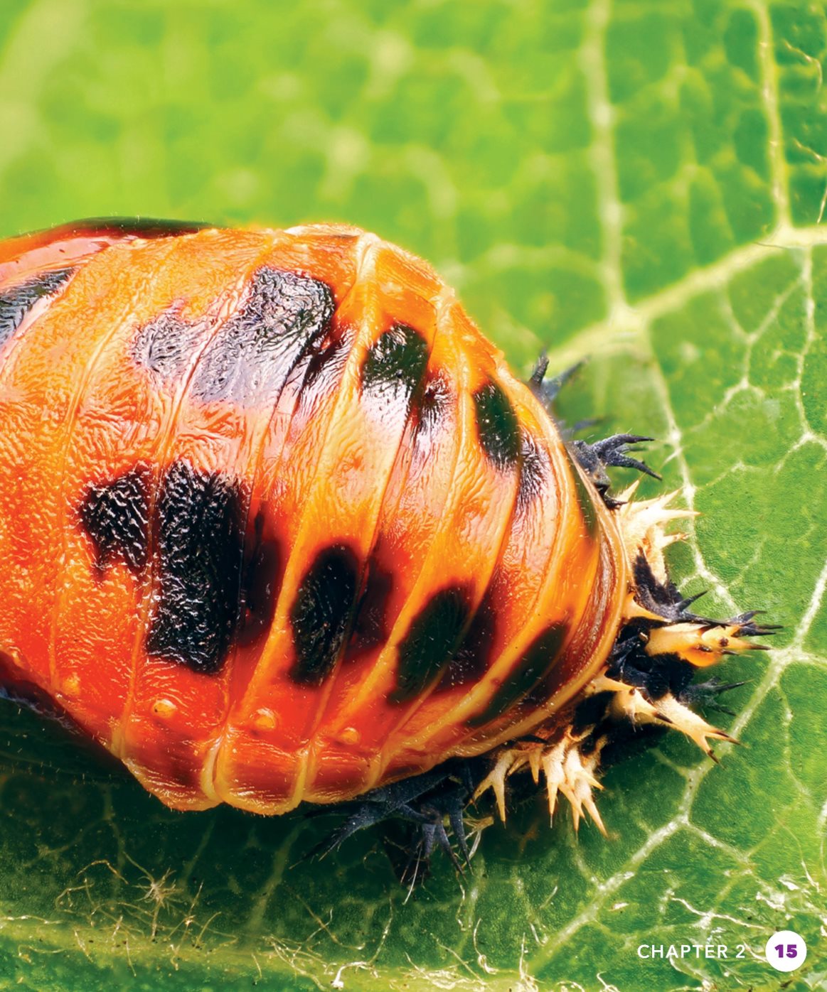 CHAPTER READY TO FLY The adult ladybug is about to break free It has - photo 15