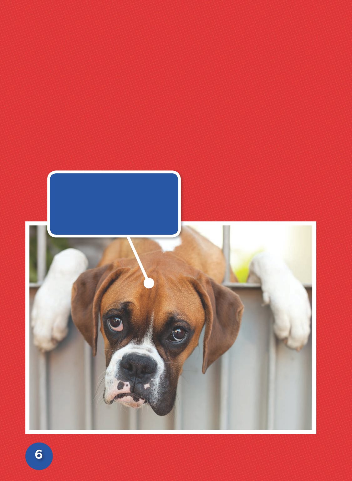 Boxers are usually fawn or brindle Fawn boxers may be tan to deep reddish - photo 8