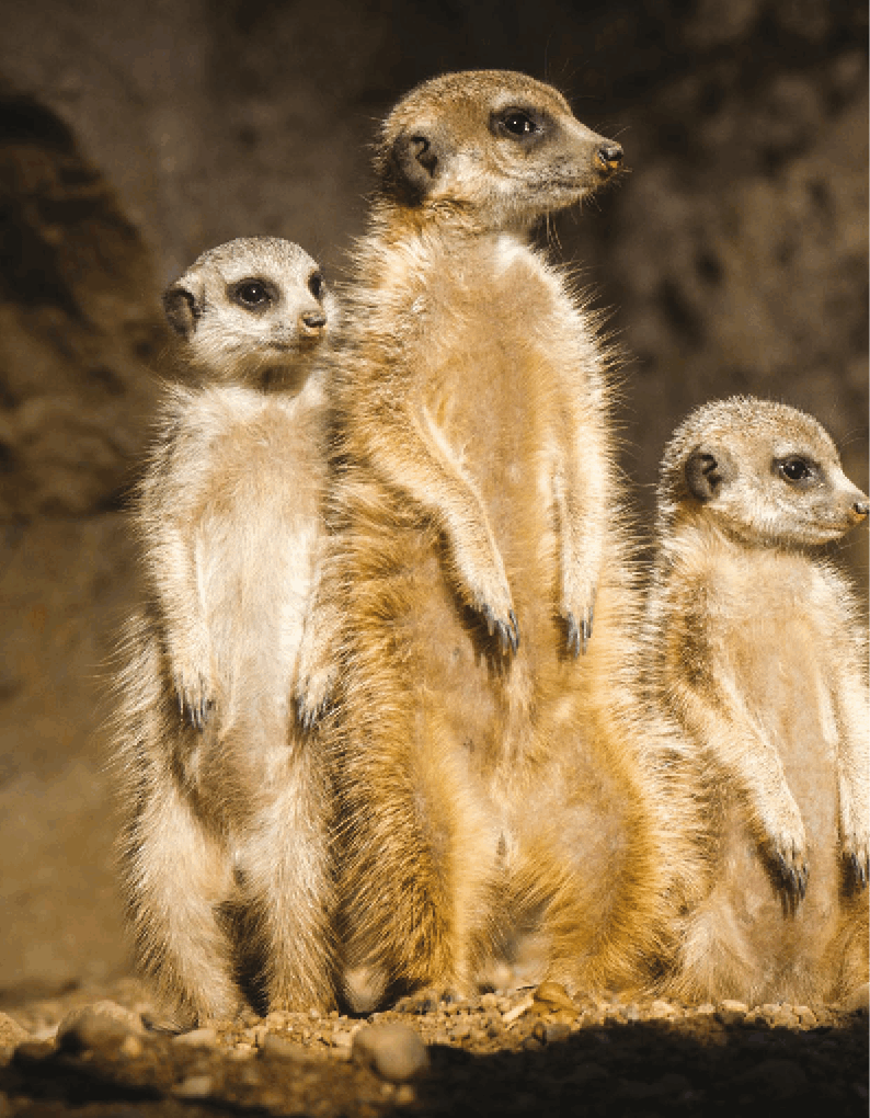 Meerkats have great eyesight They can spot predators from nearly - photo 2