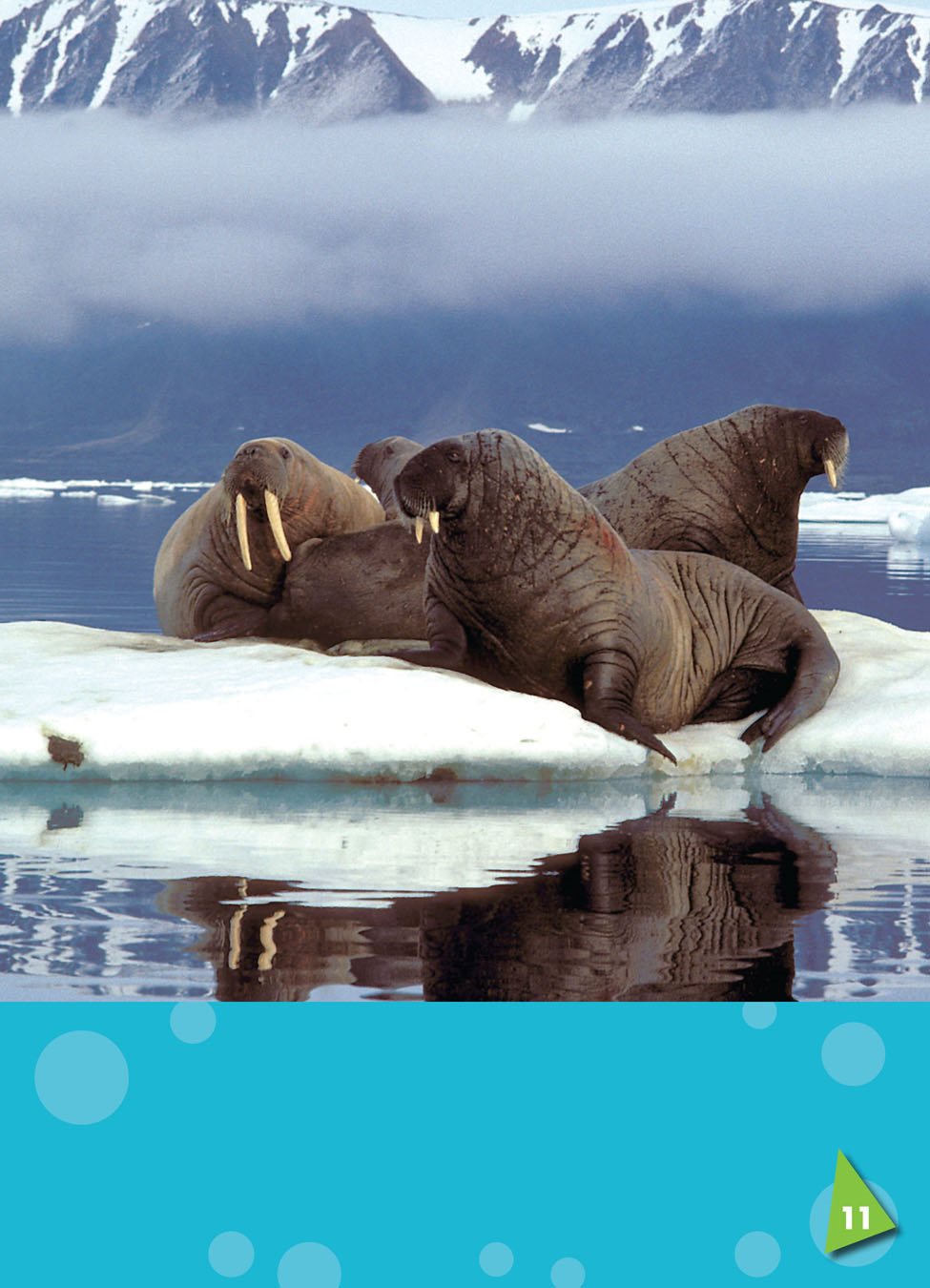 Walruses have blubber a thick layer of fat under the skin blubber helps keep - photo 13