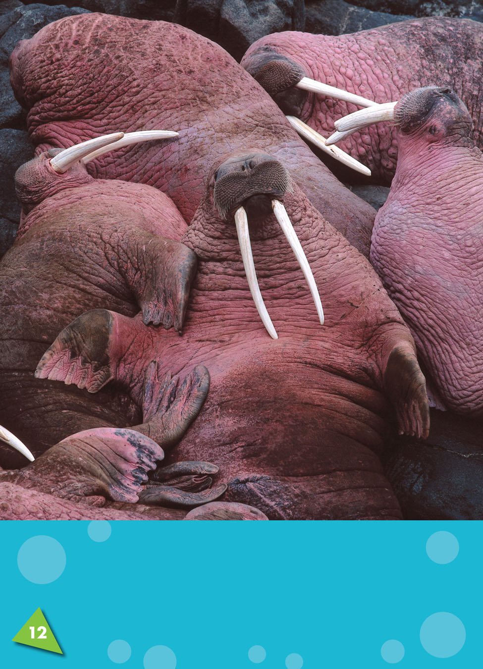 Sometimes walruses get too hot They lie on their backs to cool off - photo 15