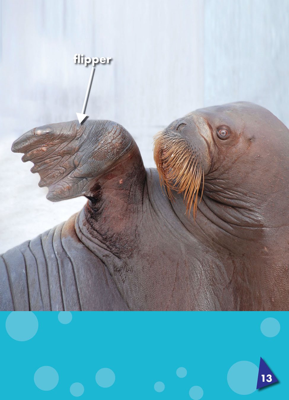 Walruses have four flippers a flat limb that is shaped like a paddle flippers - photo 16