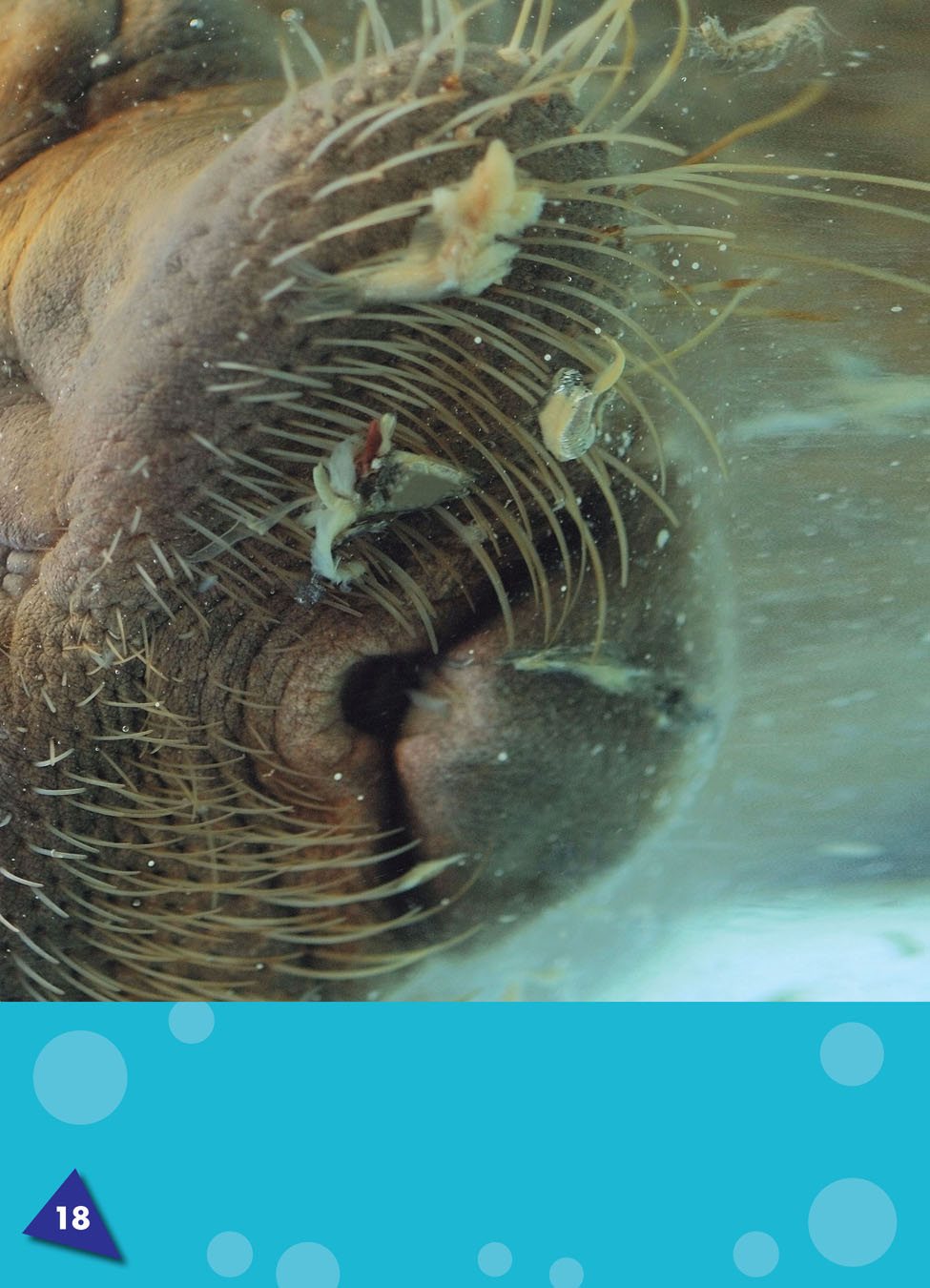 Walruses put their mouths around clamshells and suck out the meat - photo 22