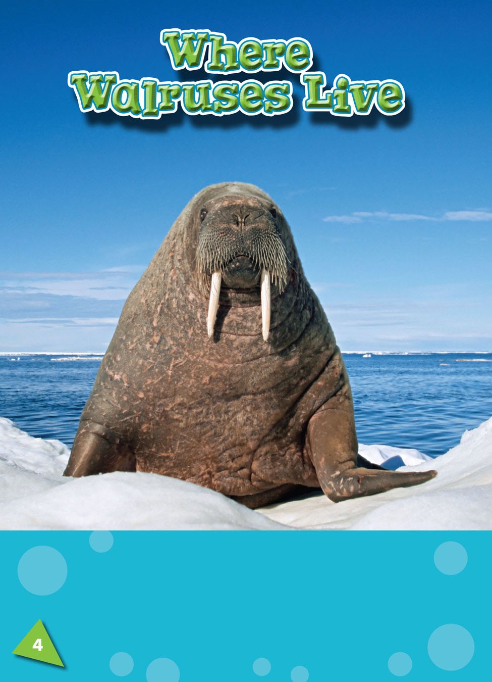 Walruses live in the Arctic the area around the North Pole Winters there - photo 3