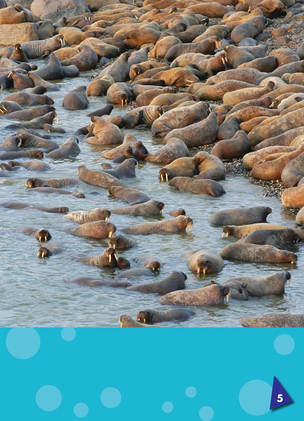 Walruses swim in the ocean and rest on shore Sometimes they catch a - photo 5