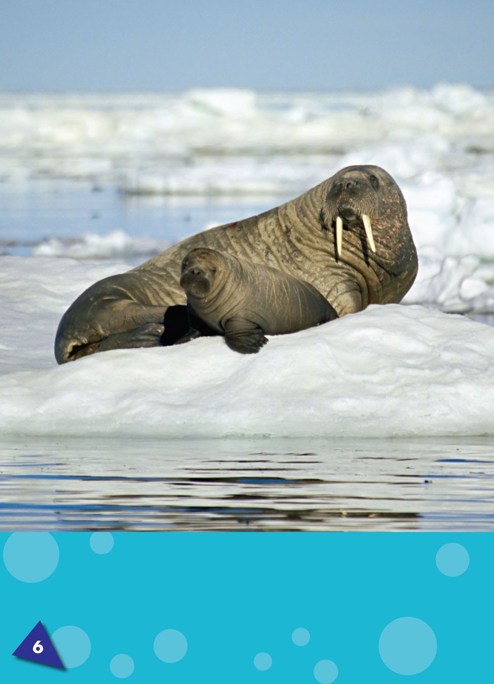 Sometimes they catch a ride on an ice floe a sheet of floating ice - photo 6