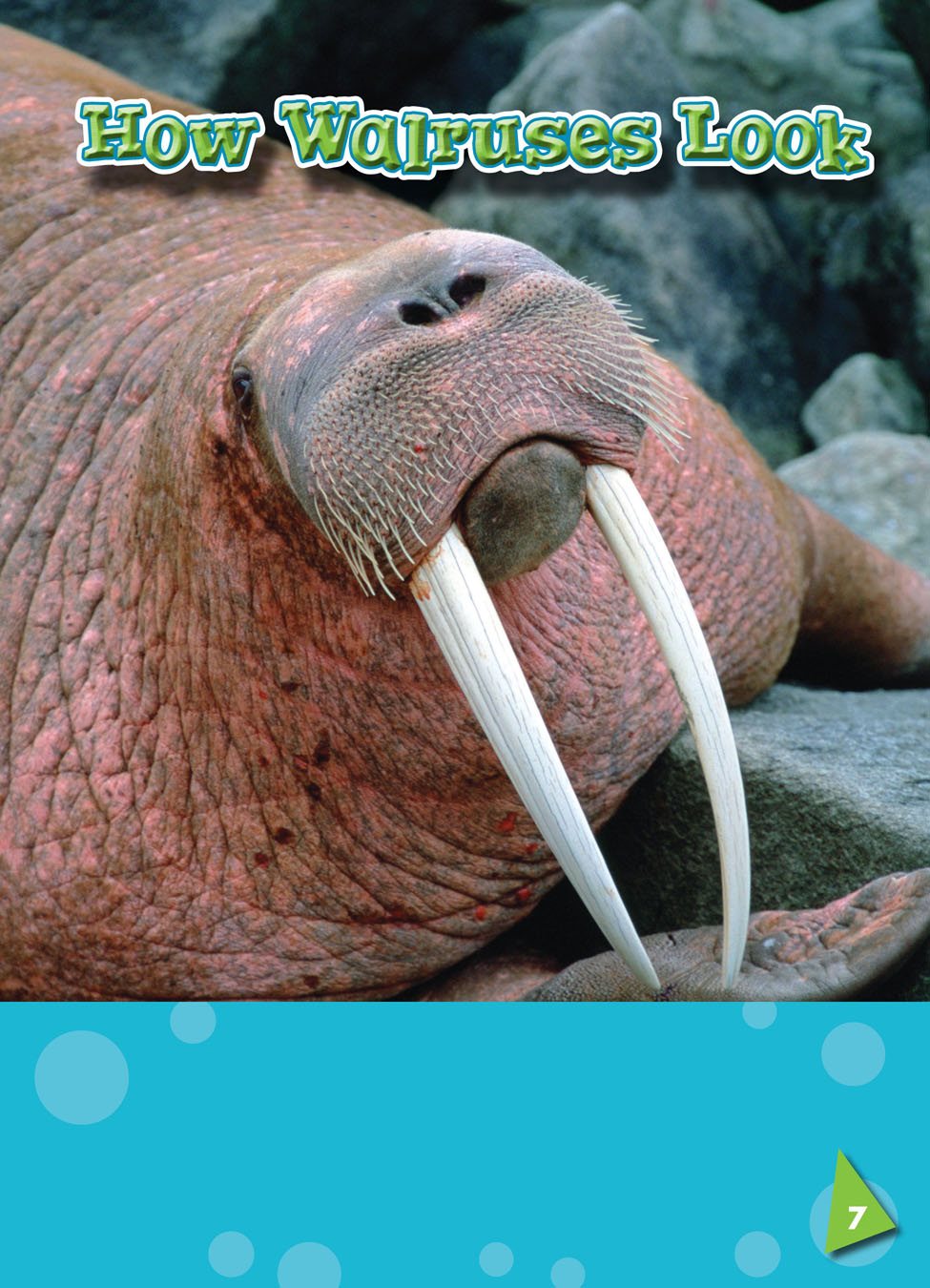 Adult walruses have tusks a pair of long teeth that are curved and pointed - photo 8