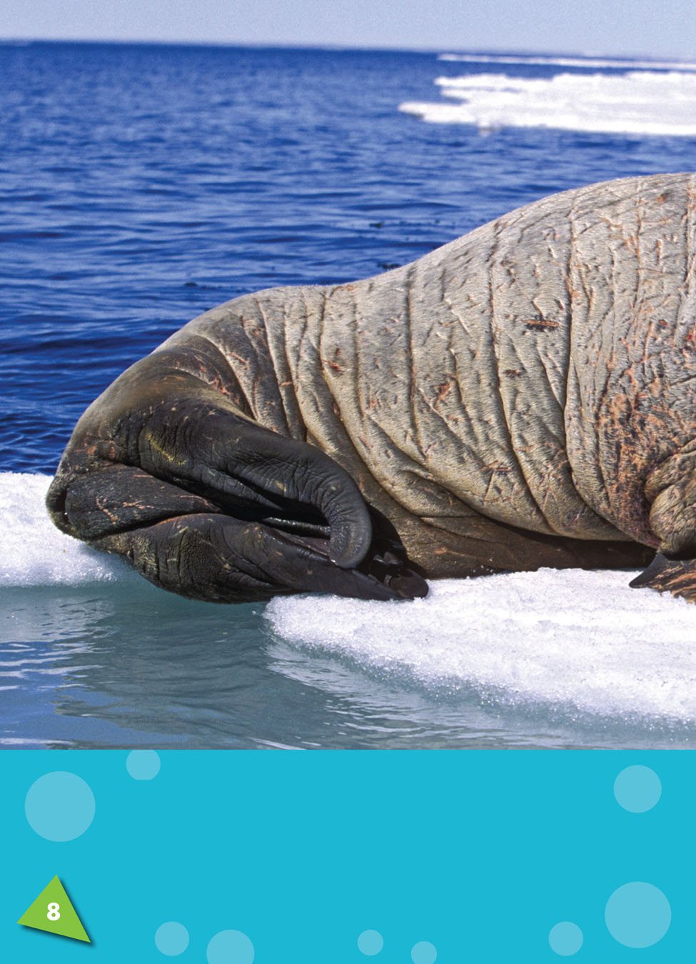 Walruses hook their tusks onto the ice and pull themselves out of the - photo 10