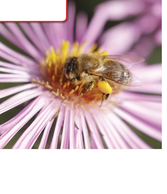 Pollination Look at this bee Pollen from a flower is sticking to its - photo 4