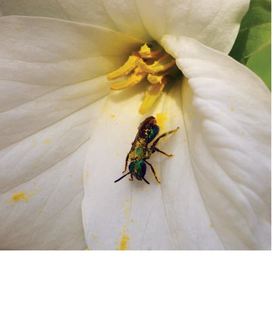 Most plants are pollinated with pollen from other plants Pollinated - photo 6