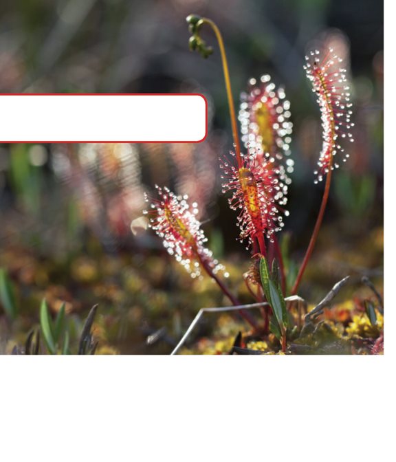 English sundews make seeds using their own pollen Self- pollinating plants - photo 8