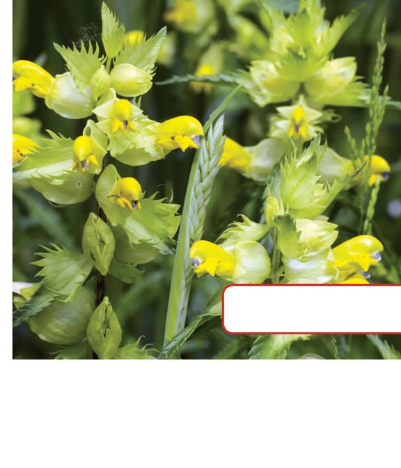 Yellow rattle plants grow where it is cold and dry Luckily many self- - photo 11