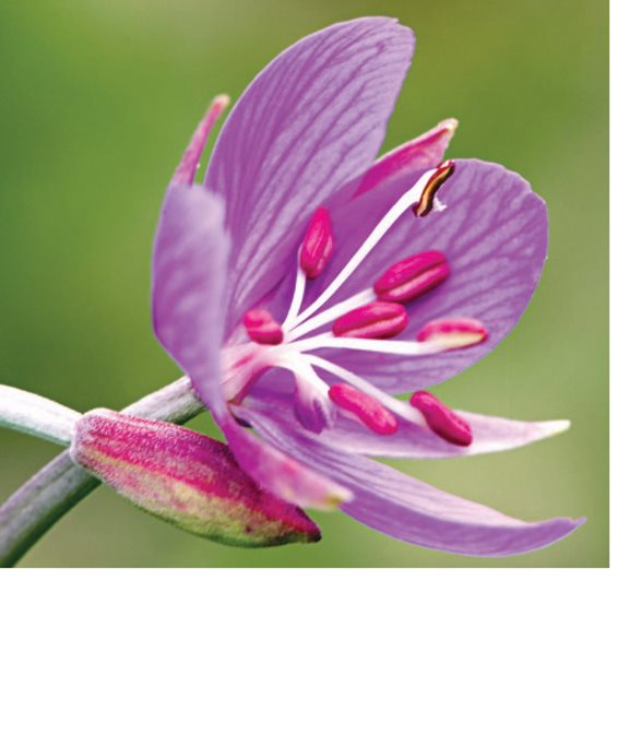 The pollen made by the plant rubs off inside the flower Self- - photo 14