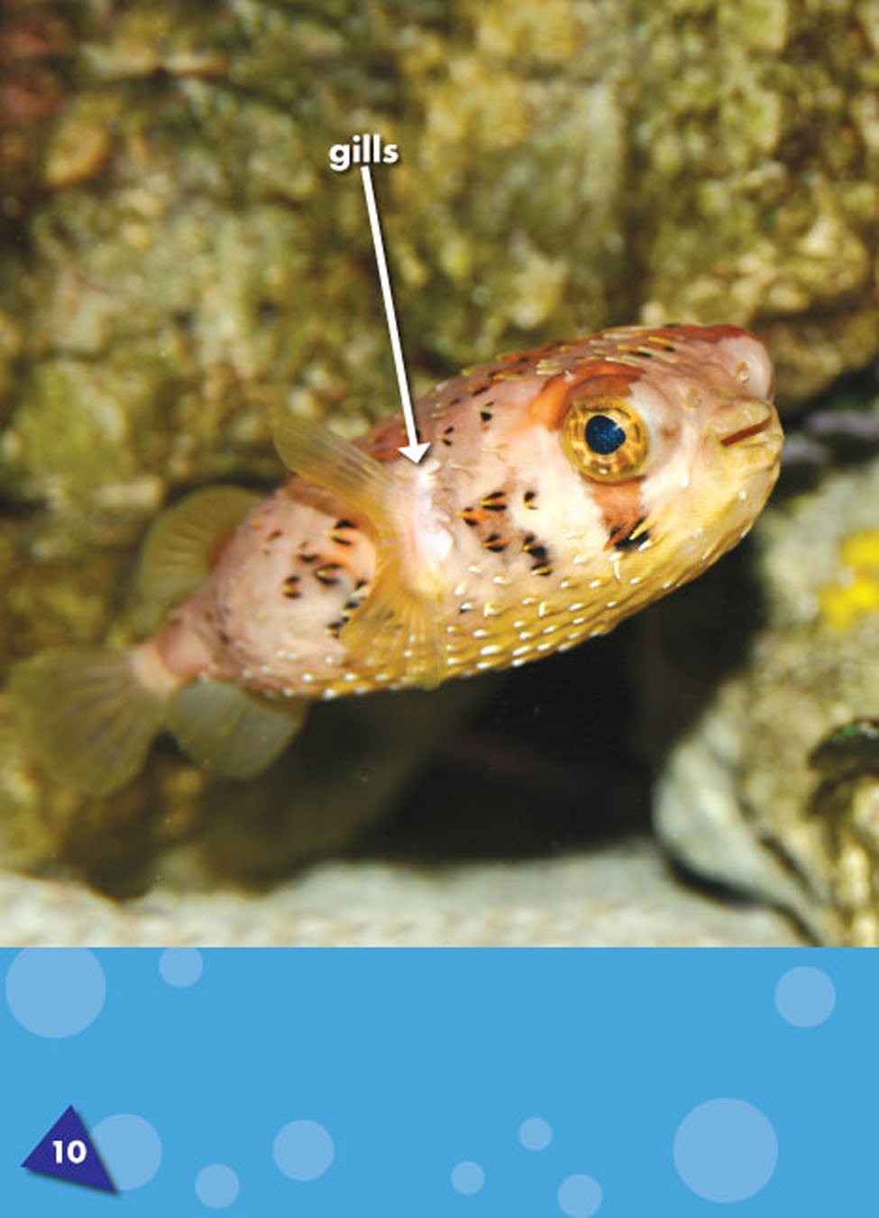 Puffer fish breathe through gills openings on a puffer fish that it uses to - photo 11