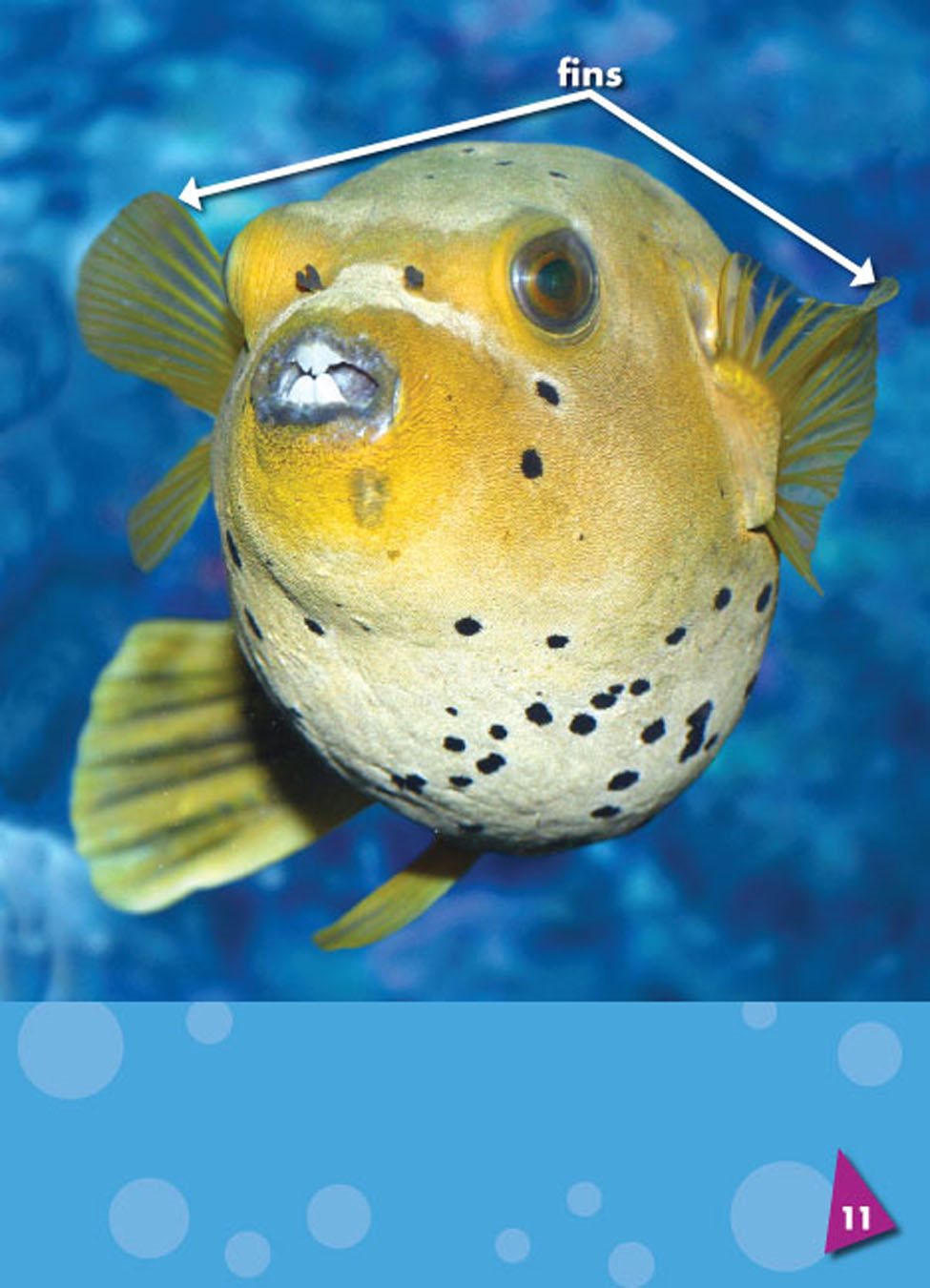 Puffer fish move their fins flaps on a fishs body used for moving steering - photo 13